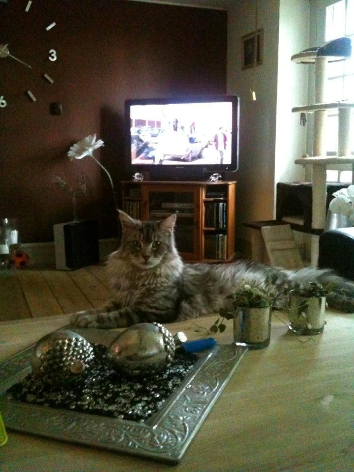 Maine Coon Cæsar billede 5