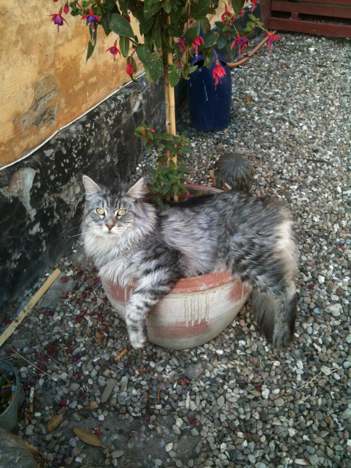 Maine Coon Cæsar billede 6