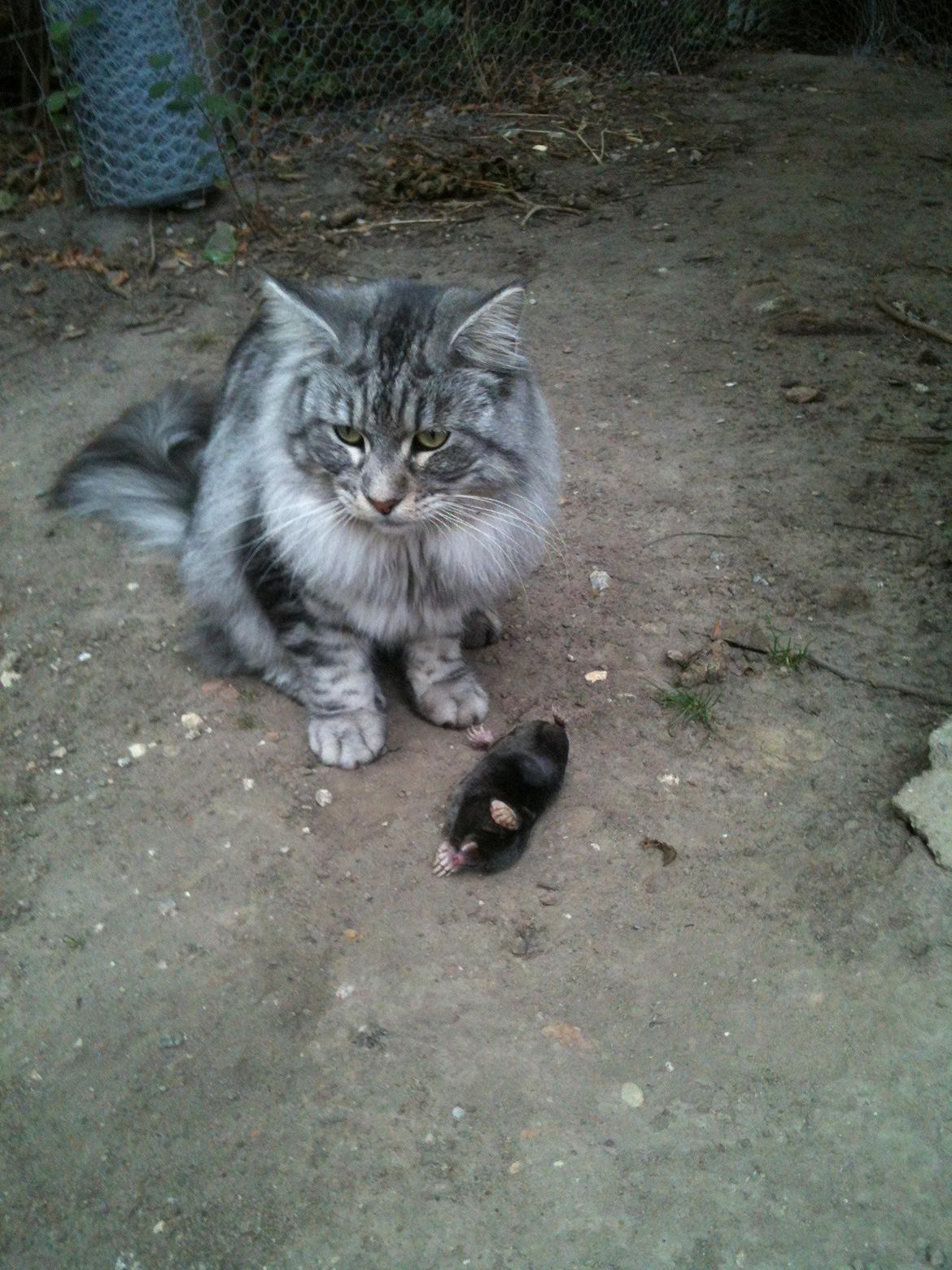 Maine Coon Cæsar billede 7