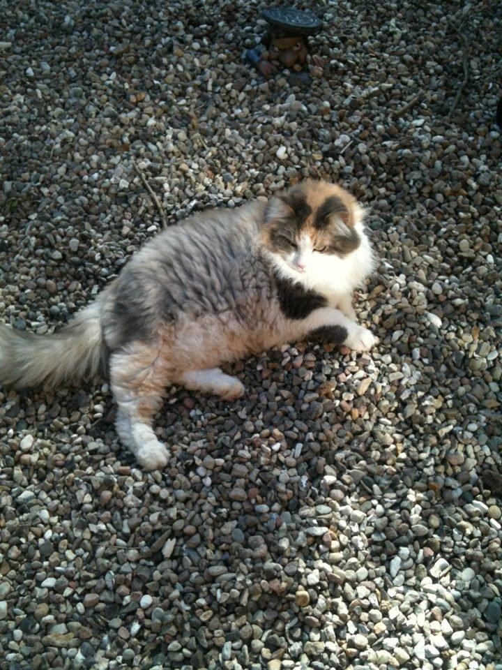 Sibirisk Kat Gumse billede 6