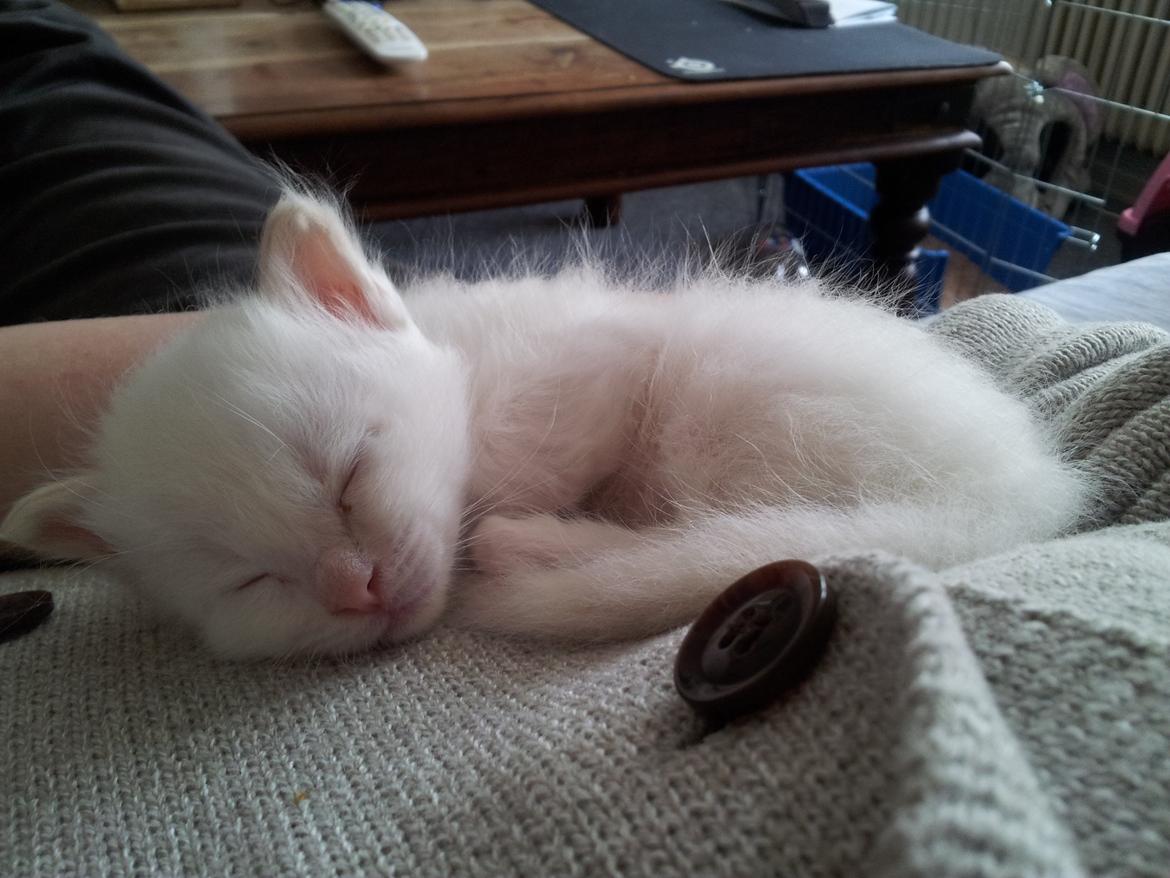 Hellig Birma DK Pumelles Don Diego billede 1