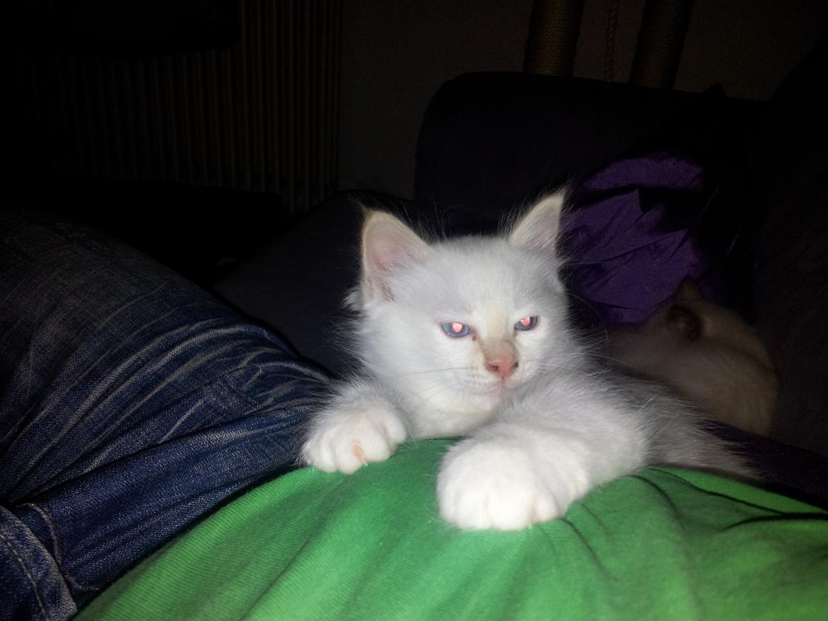 Hellig Birma DK Pumelles Don Diego billede 2