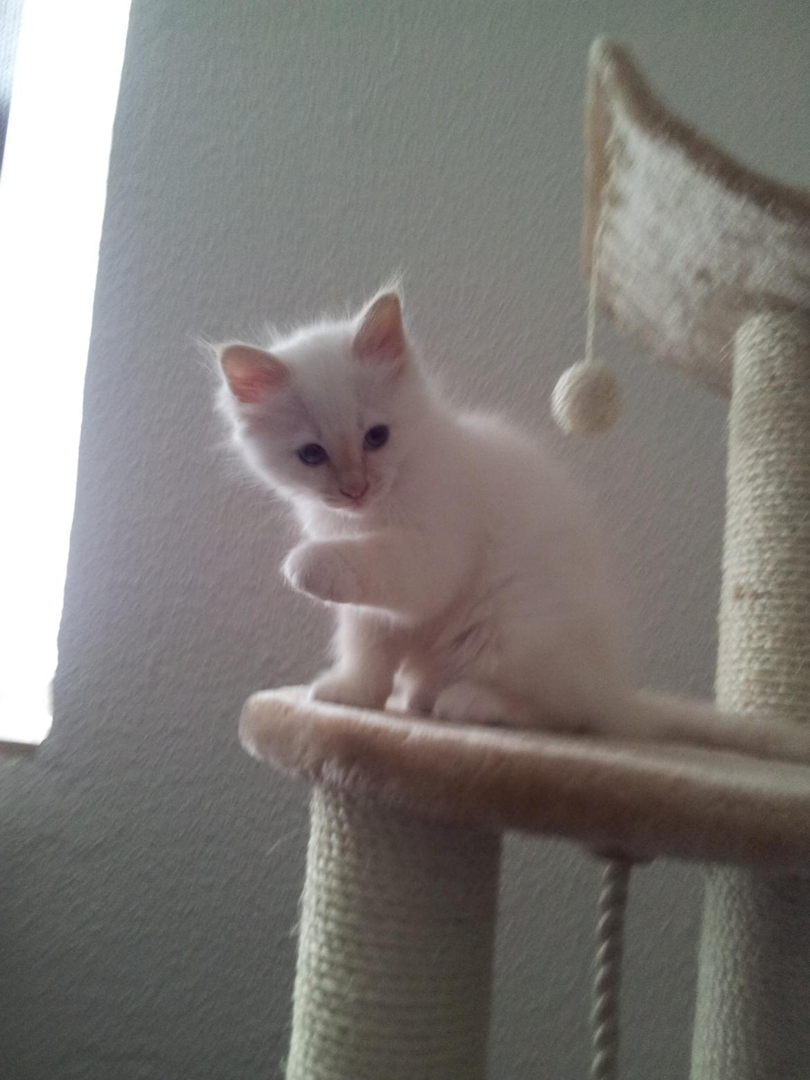 Hellig Birma DK Pumelles Don Diego billede 3