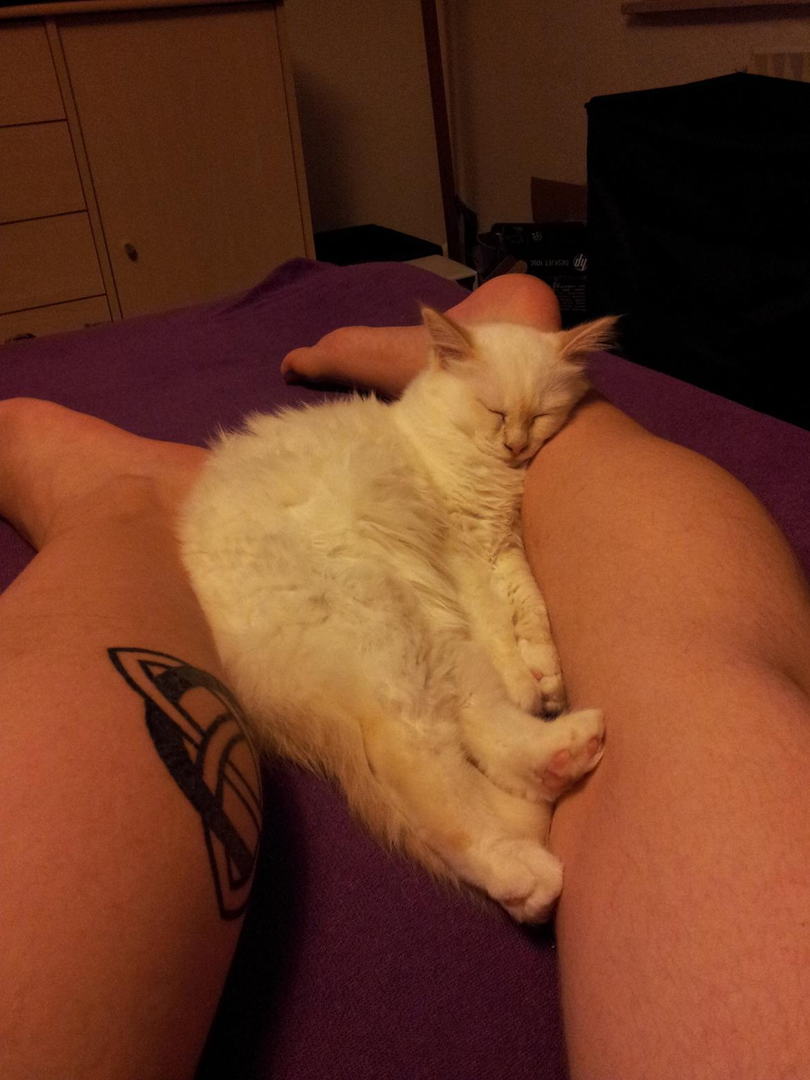 Hellig Birma DK Pumelles Don Diego billede 4