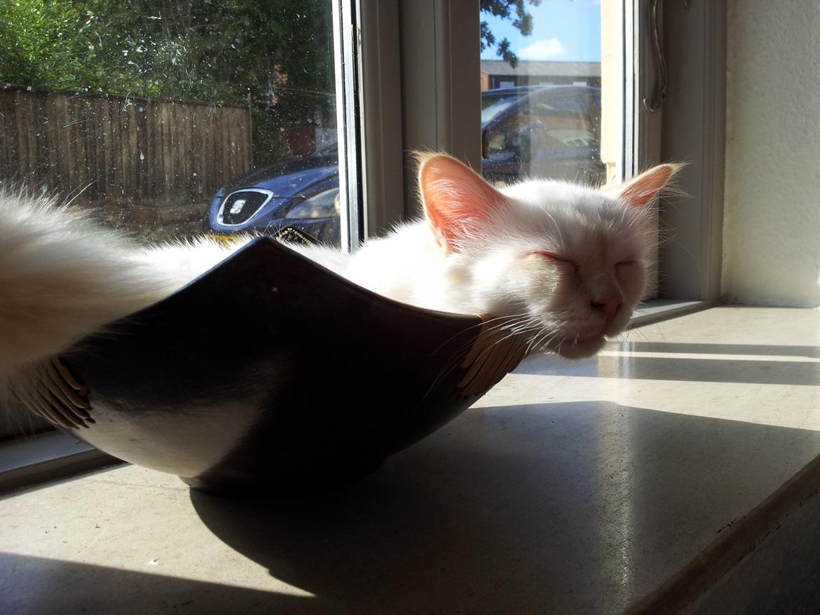 Hellig Birma DK Pumelles Don Diego billede 5