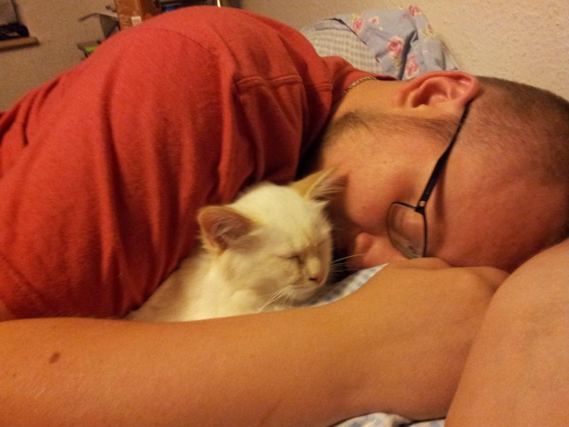 Hellig Birma DK Pumelles Don Diego billede 6