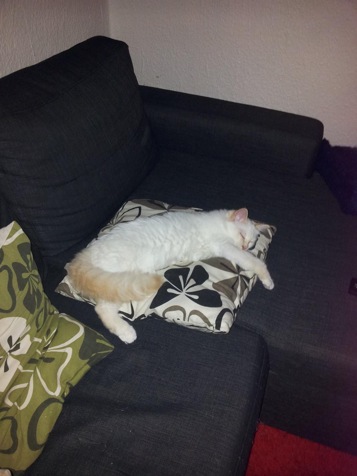 Hellig Birma DK Pumelles Don Diego billede 7