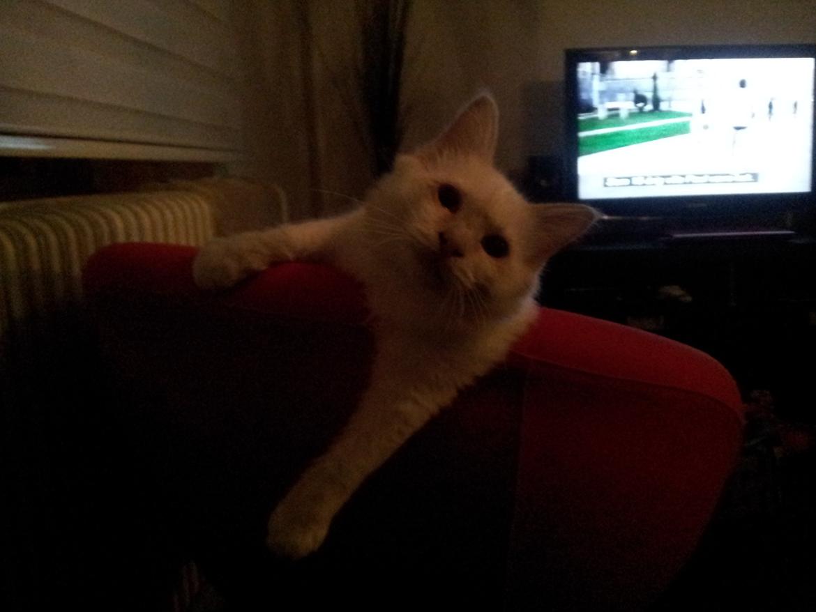 Hellig Birma DK Pumelles Don Diego billede 8