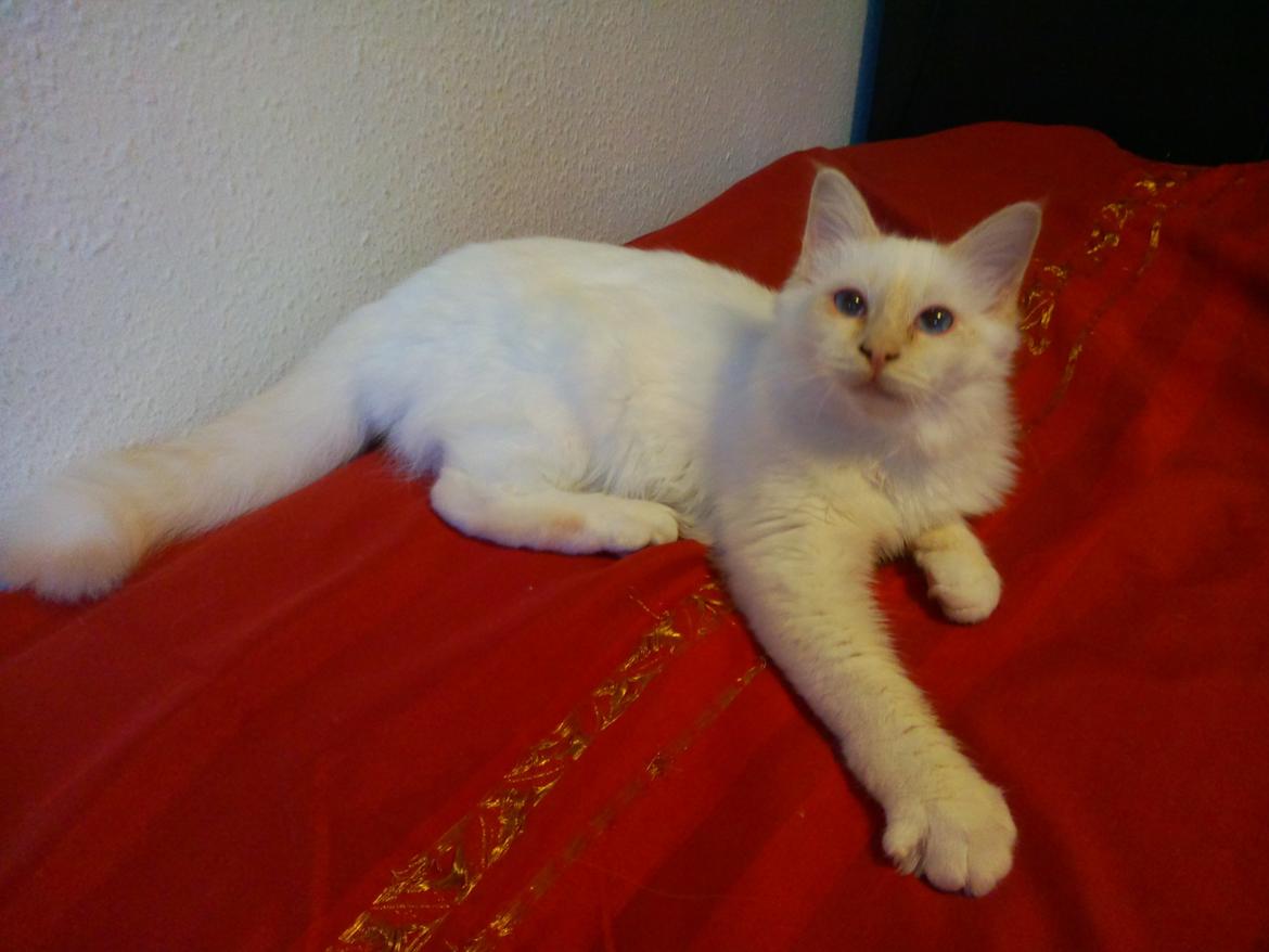 Hellig Birma DK Pumelles Don Diego billede 9