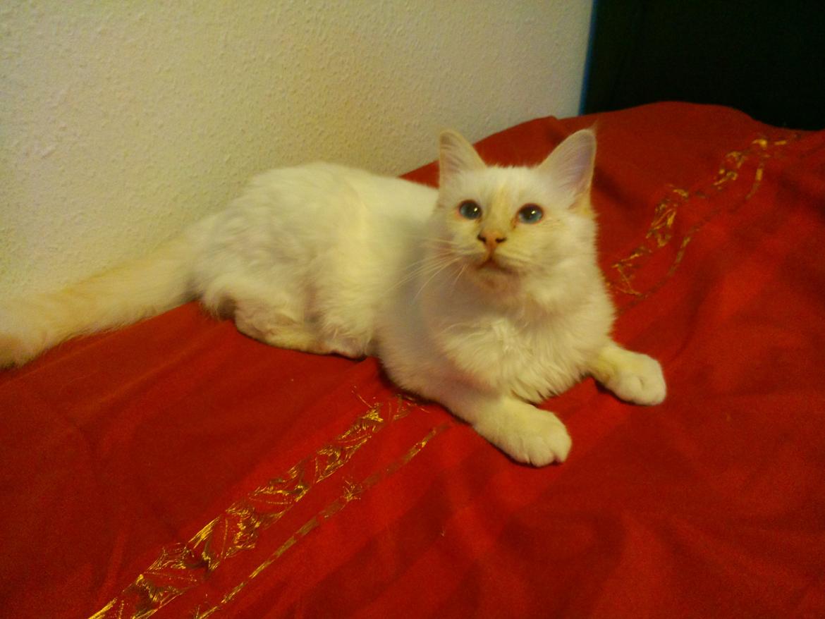 Hellig Birma DK Pumelles Don Diego billede 10