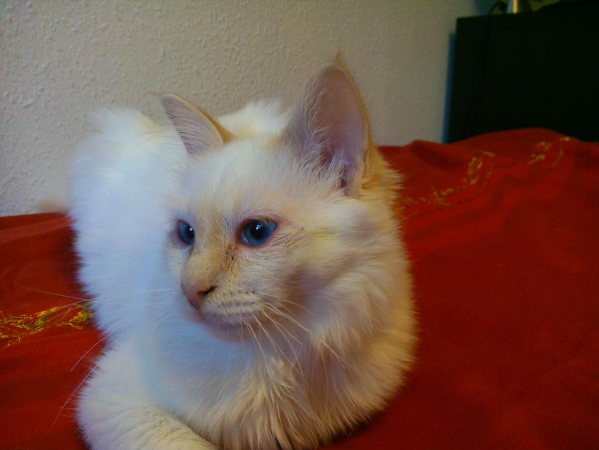 Hellig Birma DK Pumelles Don Diego billede 11