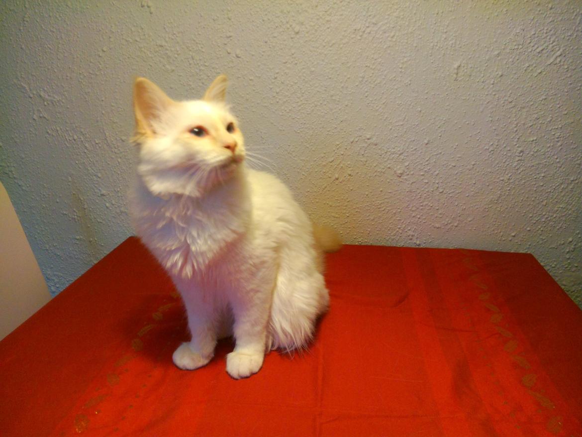 Hellig Birma DK Pumelles Don Diego billede 12