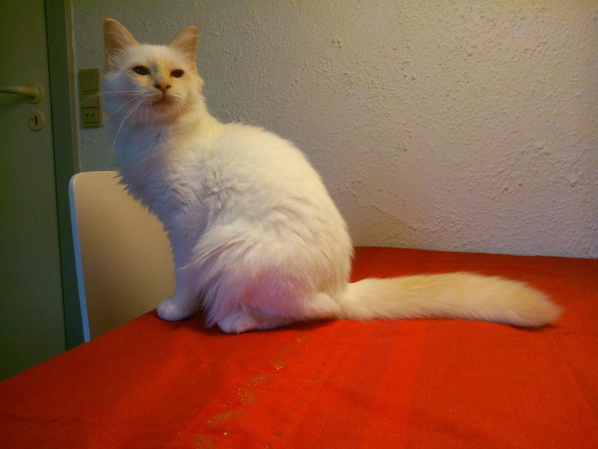 Hellig Birma DK Pumelles Don Diego billede 13