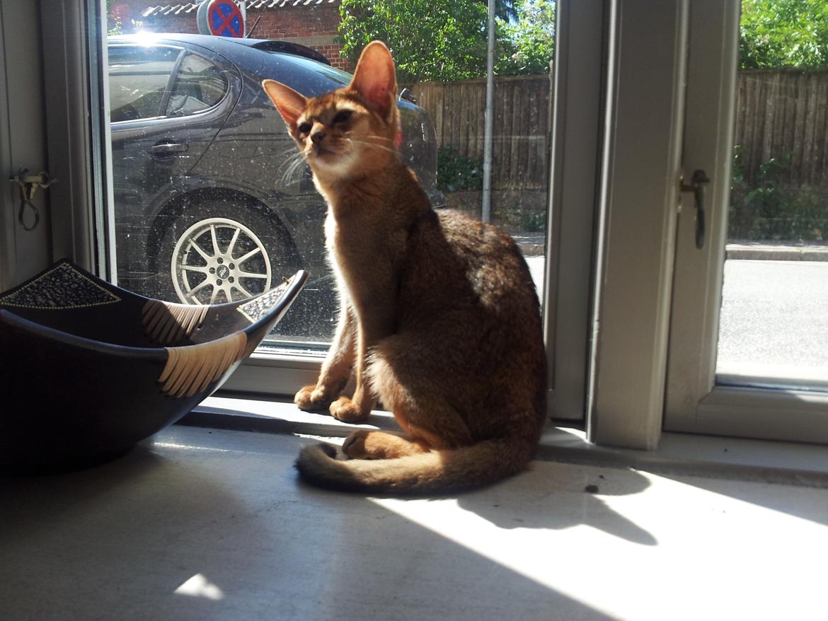 Abyssinier Crystal Sky af Khartoum billede 1