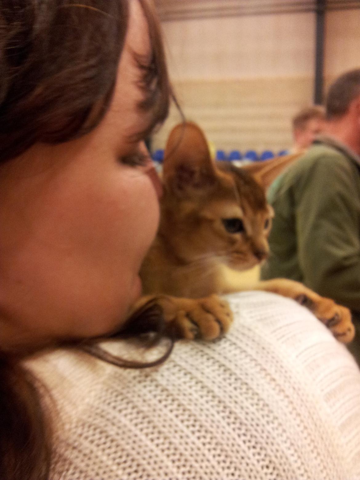 Abyssinier Crystal Sky af Khartoum billede 2