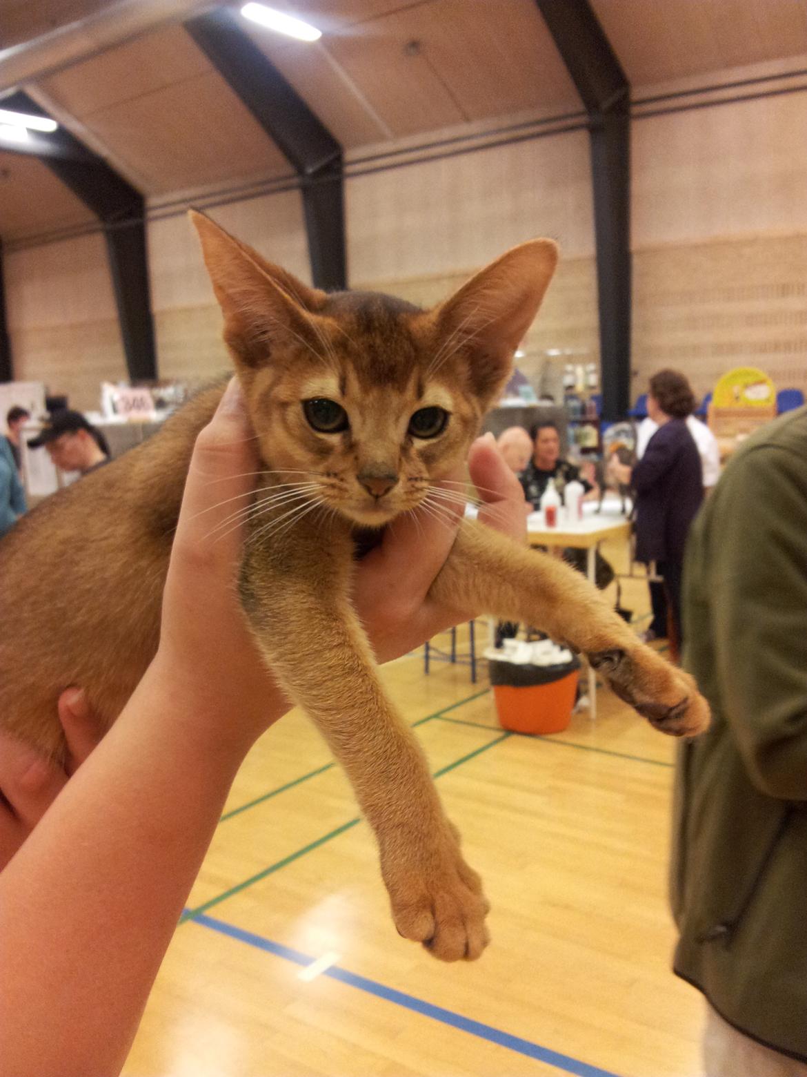 Abyssinier Crystal Sky af Khartoum billede 3