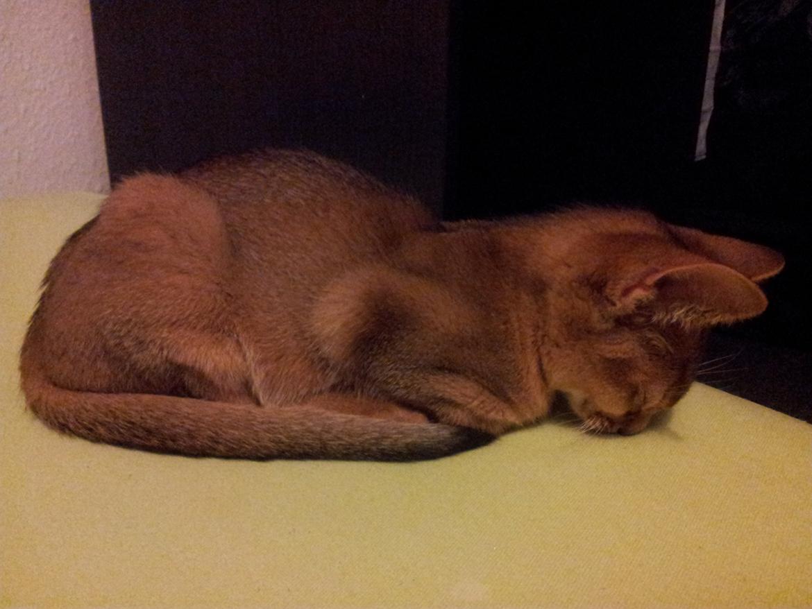 Abyssinier Crystal Sky af Khartoum billede 4