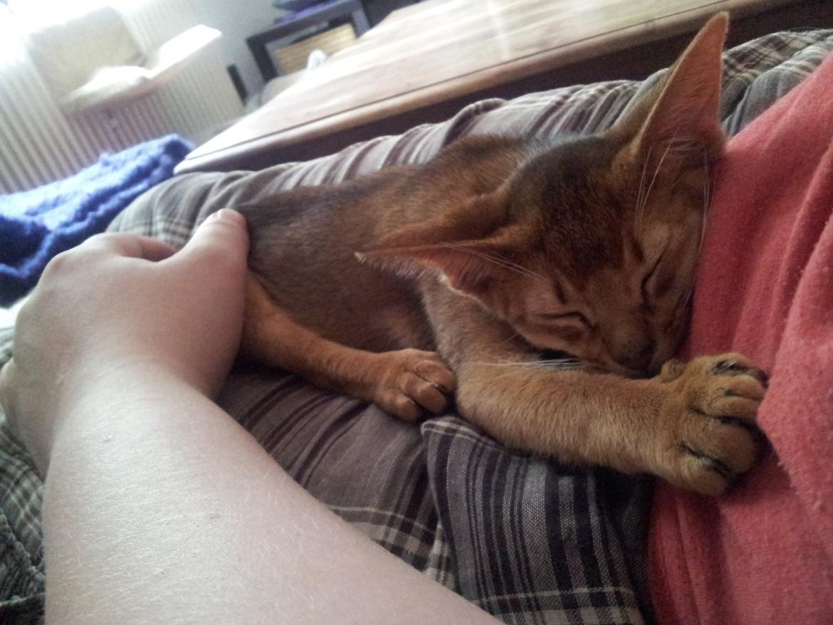 Abyssinier Crystal Sky af Khartoum billede 5