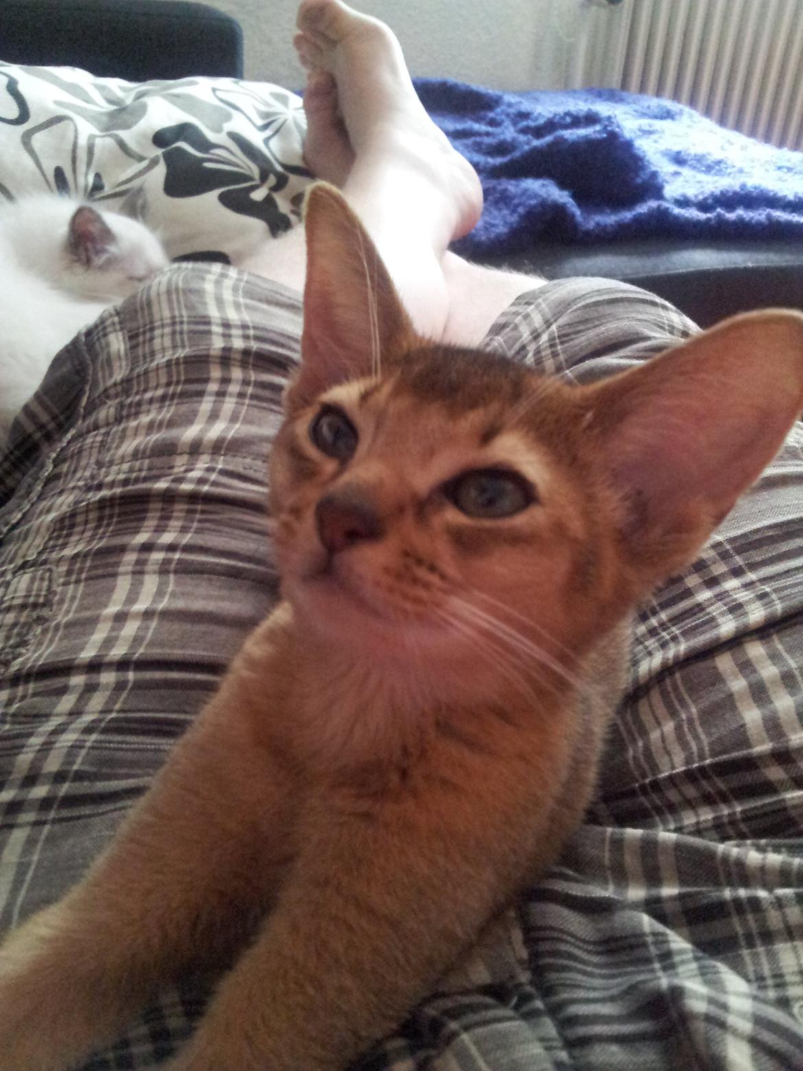 Abyssinier Crystal Sky af Khartoum billede 6