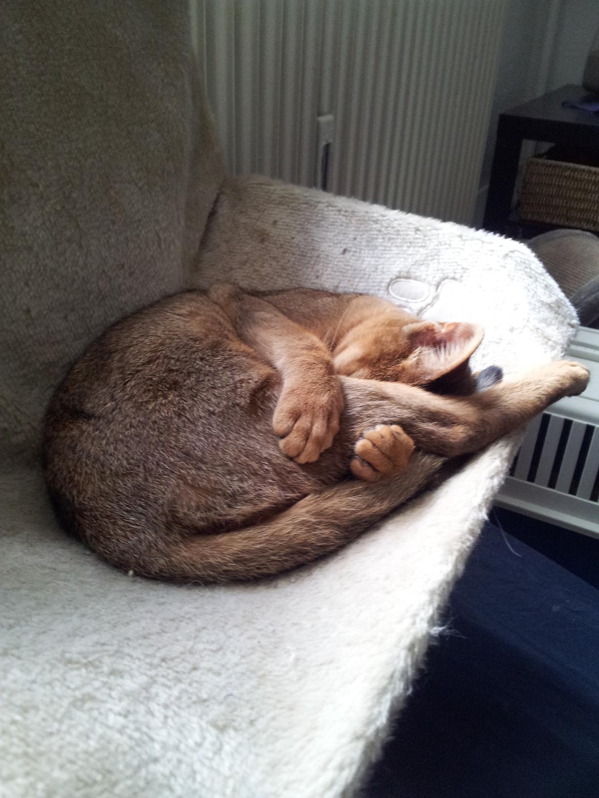 Abyssinier Crystal Sky af Khartoum billede 7