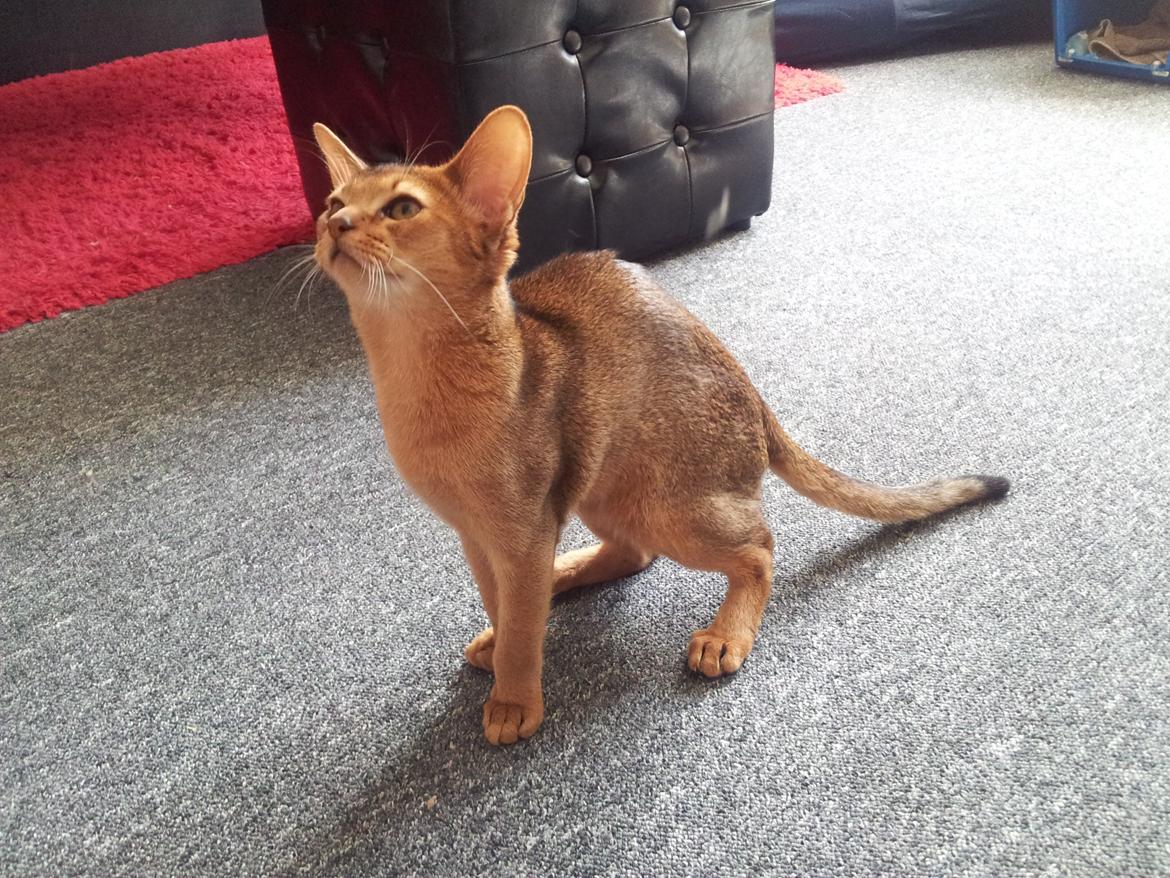 Abyssinier Crystal Sky af Khartoum billede 8