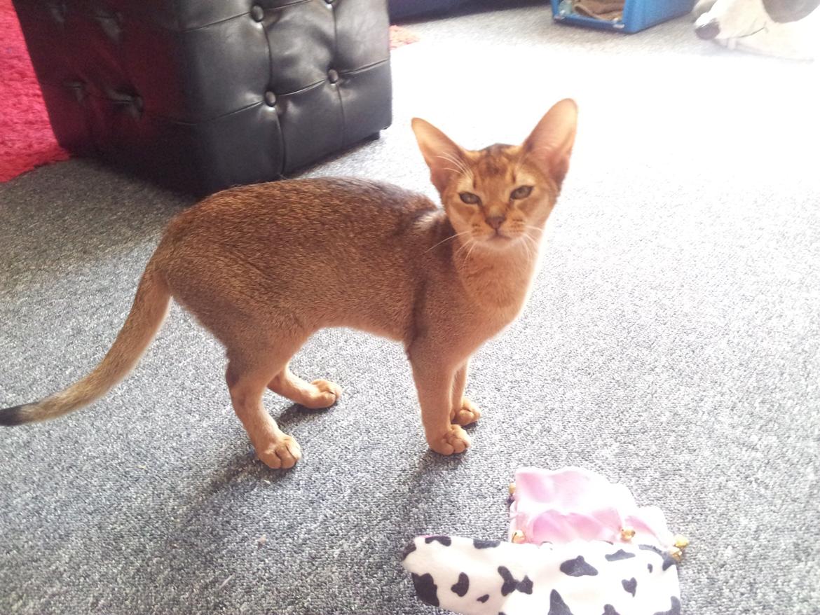 Abyssinier Crystal Sky af Khartoum billede 9