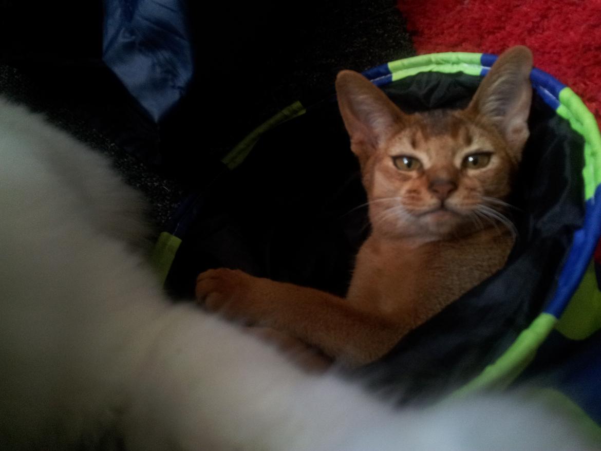 Abyssinier Crystal Sky af Khartoum billede 10