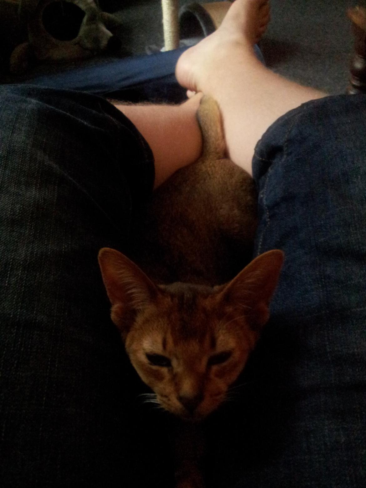 Abyssinier Crystal Sky af Khartoum billede 11