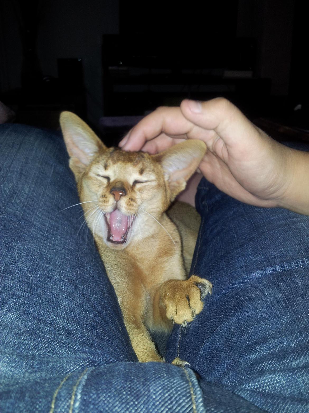 Abyssinier Crystal Sky af Khartoum billede 12