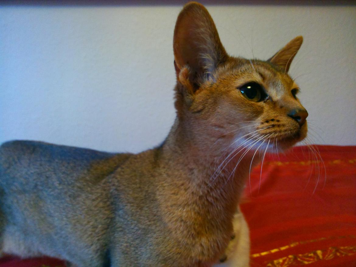 Abyssinier Crystal Sky af Khartoum billede 13