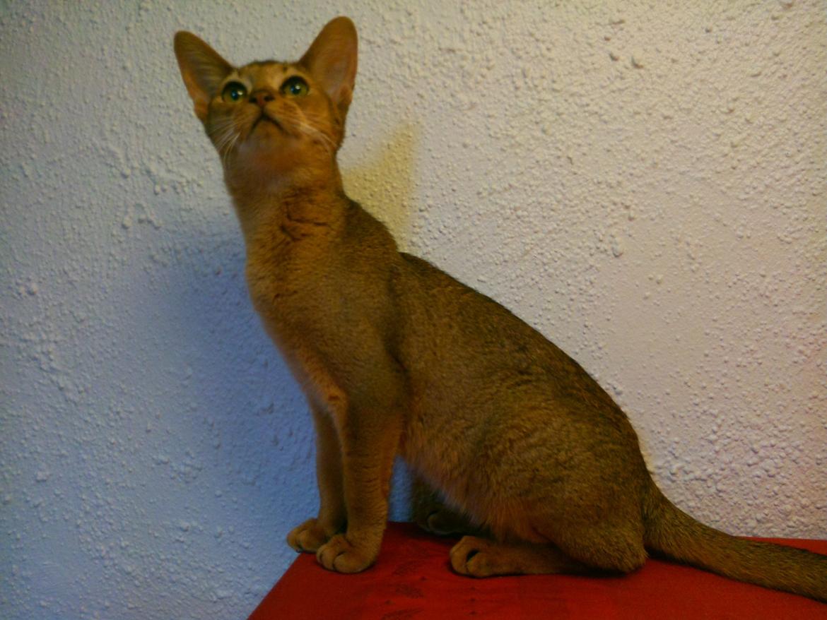 Abyssinier Crystal Sky af Khartoum billede 14