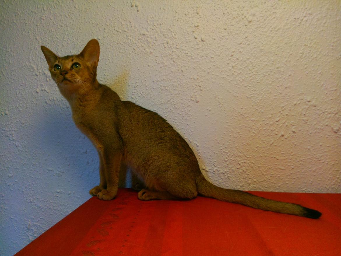 Abyssinier Crystal Sky af Khartoum billede 15