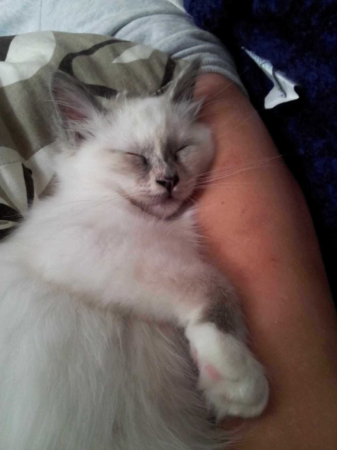 Hellig Birma DK Pumelles De La Vega billede 1