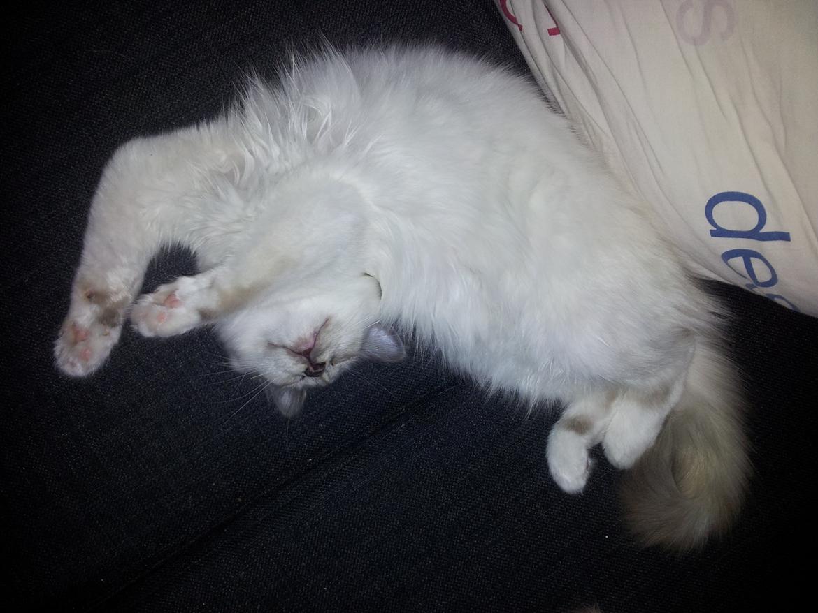 Hellig Birma DK Pumelles De La Vega billede 2