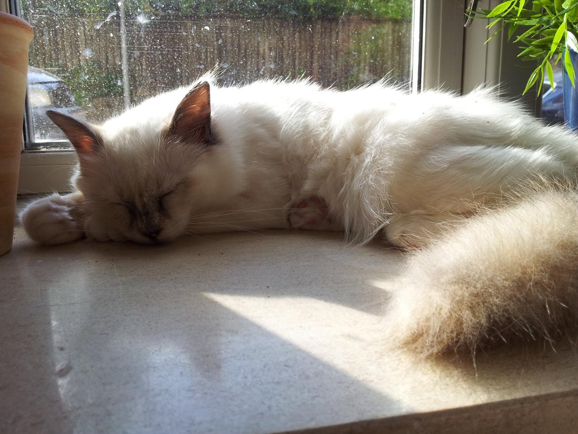 Hellig Birma DK Pumelles De La Vega billede 3