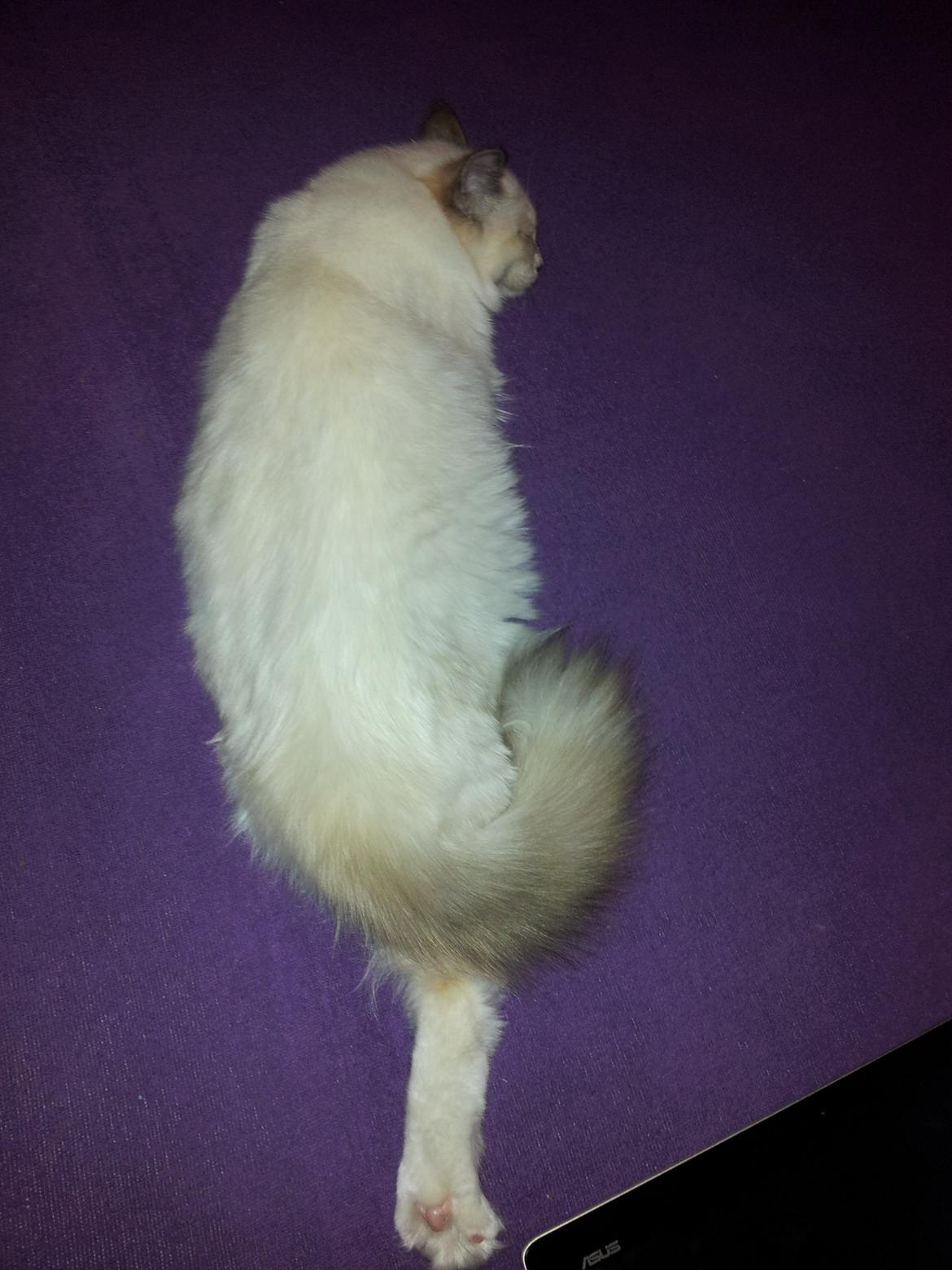 Hellig Birma DK Pumelles De La Vega billede 4