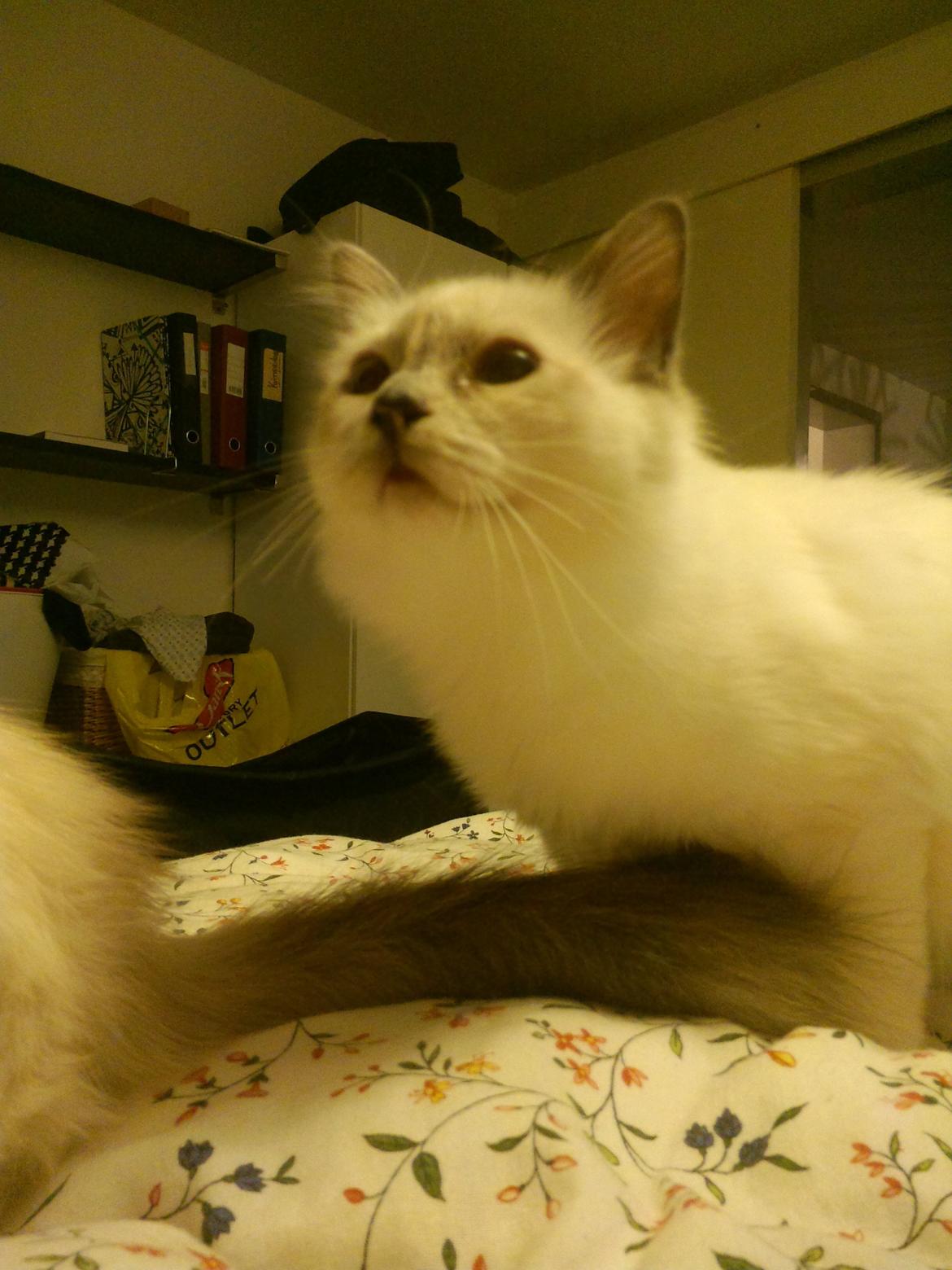 Hellig Birma DK Pumelles De La Vega billede 5