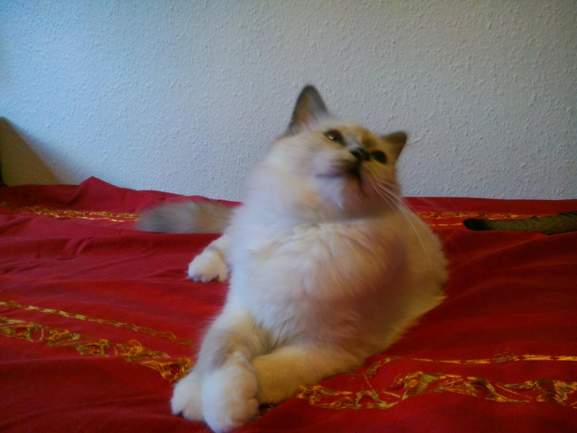 Hellig Birma DK Pumelles De La Vega billede 6