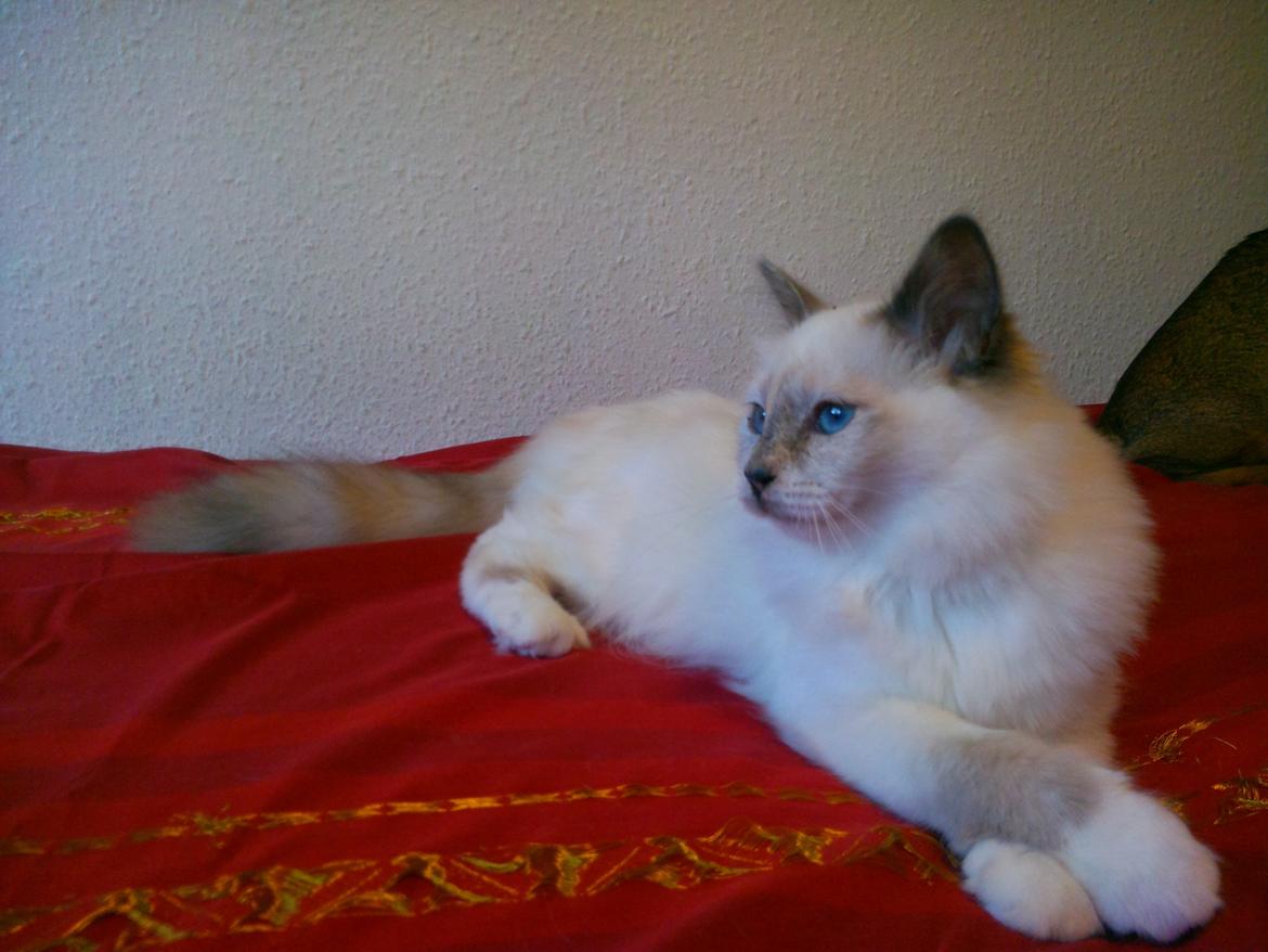 Hellig Birma DK Pumelles De La Vega billede 7