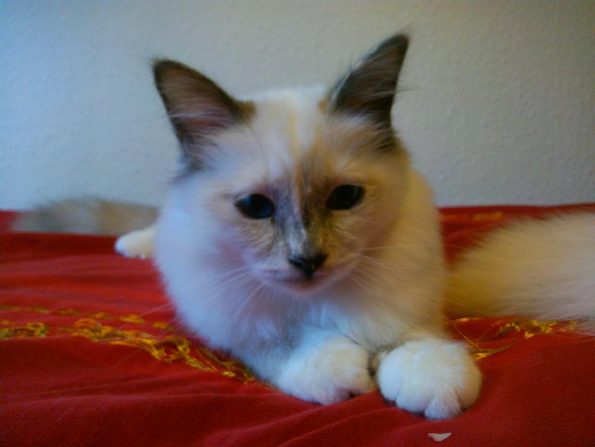 Hellig Birma DK Pumelles De La Vega billede 8