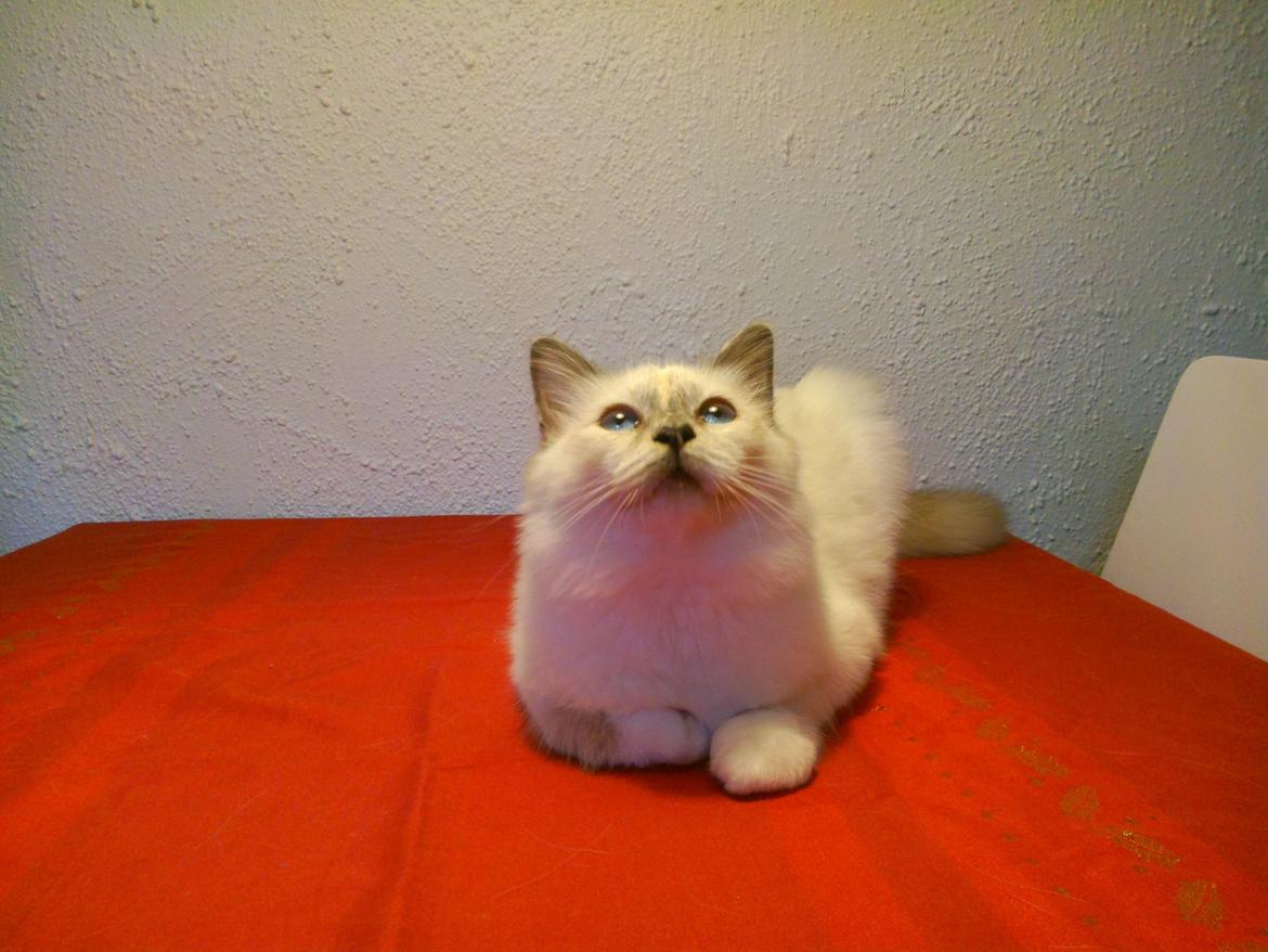 Hellig Birma DK Pumelles De La Vega billede 9