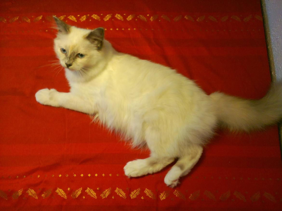 Hellig Birma DK Pumelles De La Vega billede 10