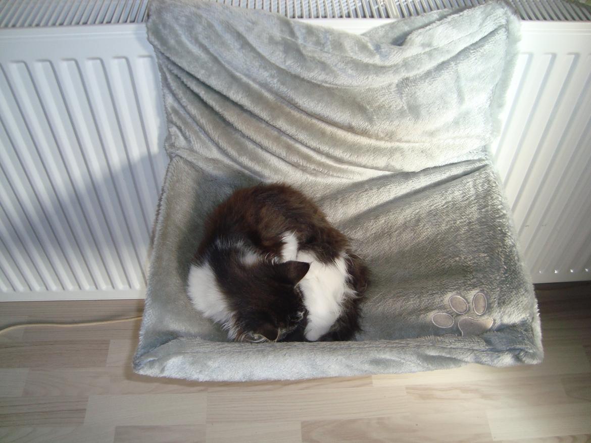 Blanding af racer Linus<3 billede 1