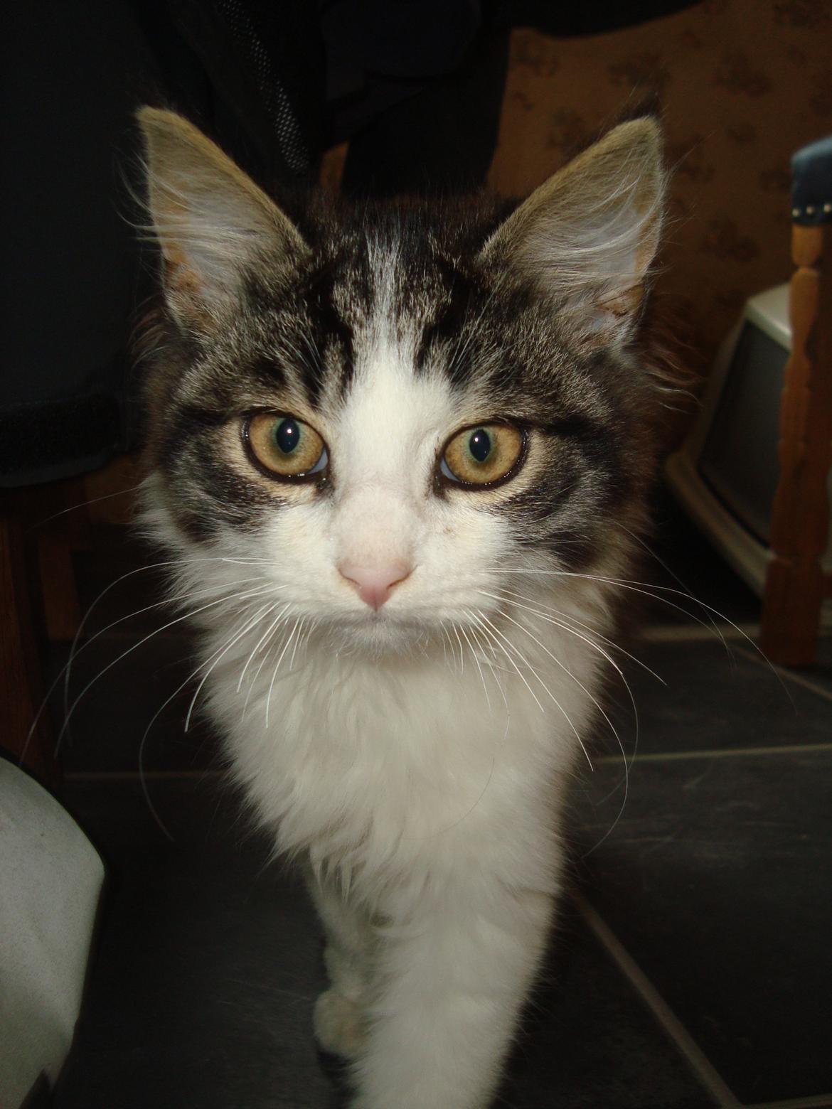 Blanding af racer Linus<3 billede 2