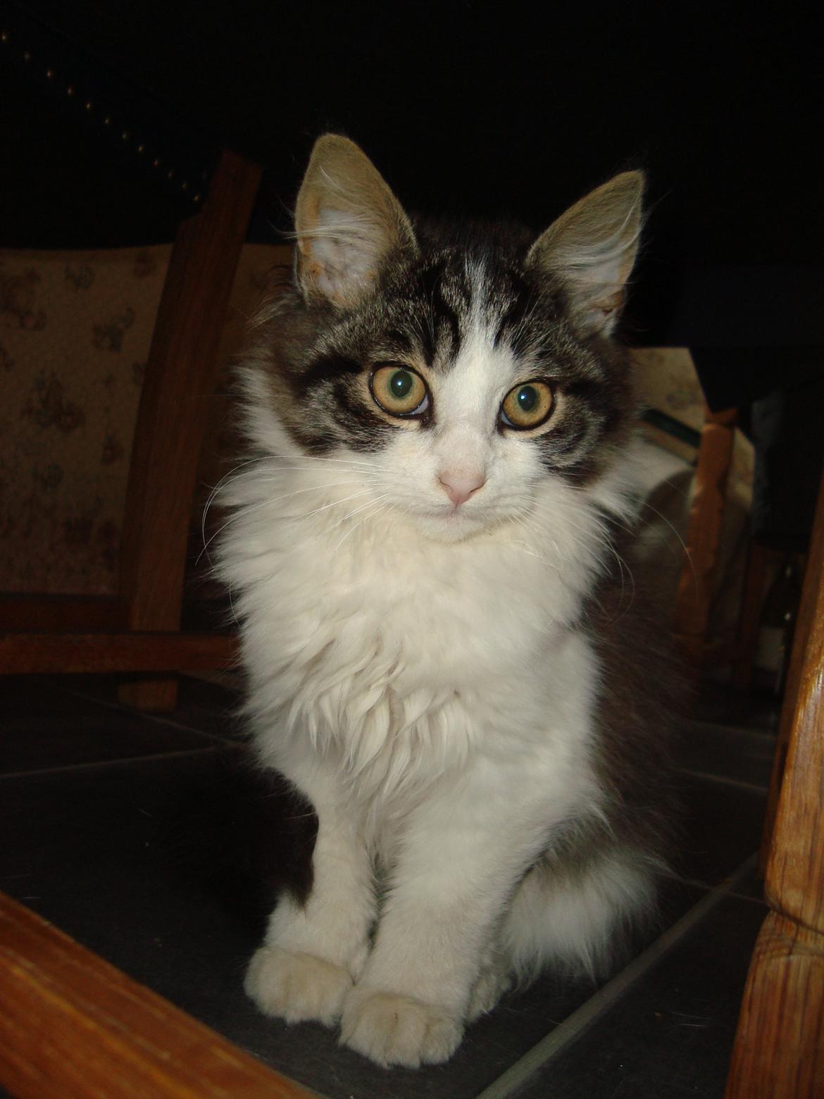 Blanding af racer Linus<3 billede 3