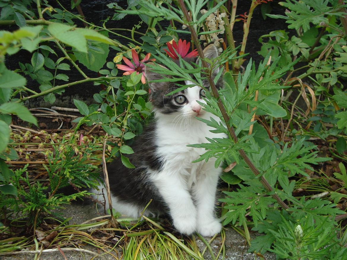 Blanding af racer Linus<3 billede 4