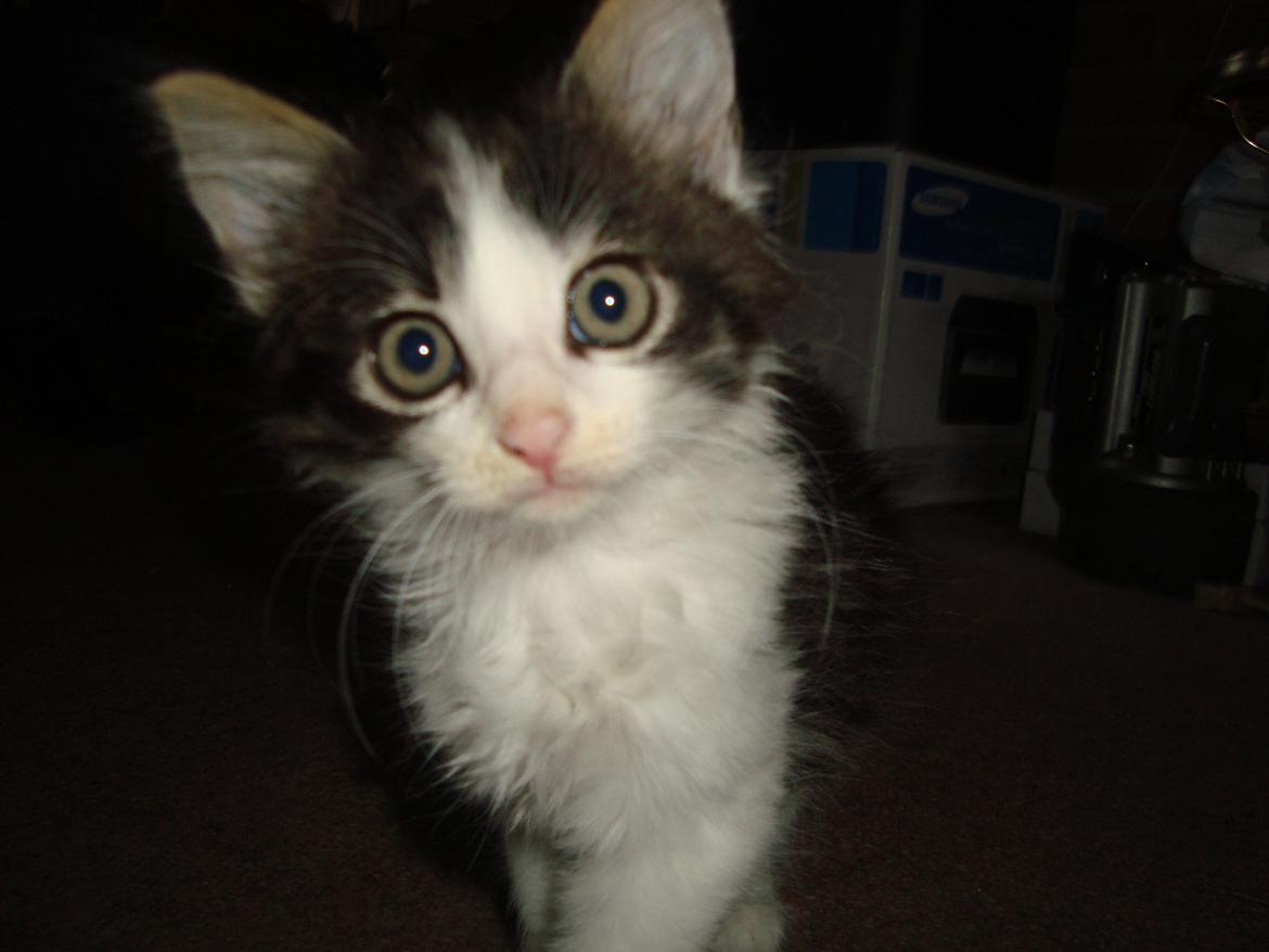 Blanding af racer Linus<3 billede 5