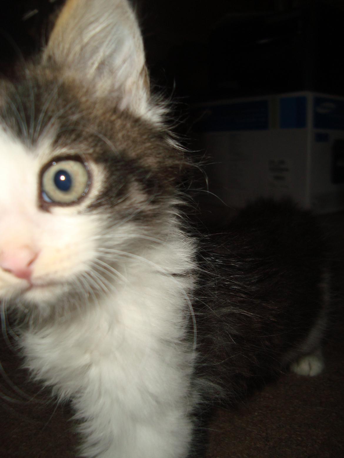 Blanding af racer Linus<3 billede 6