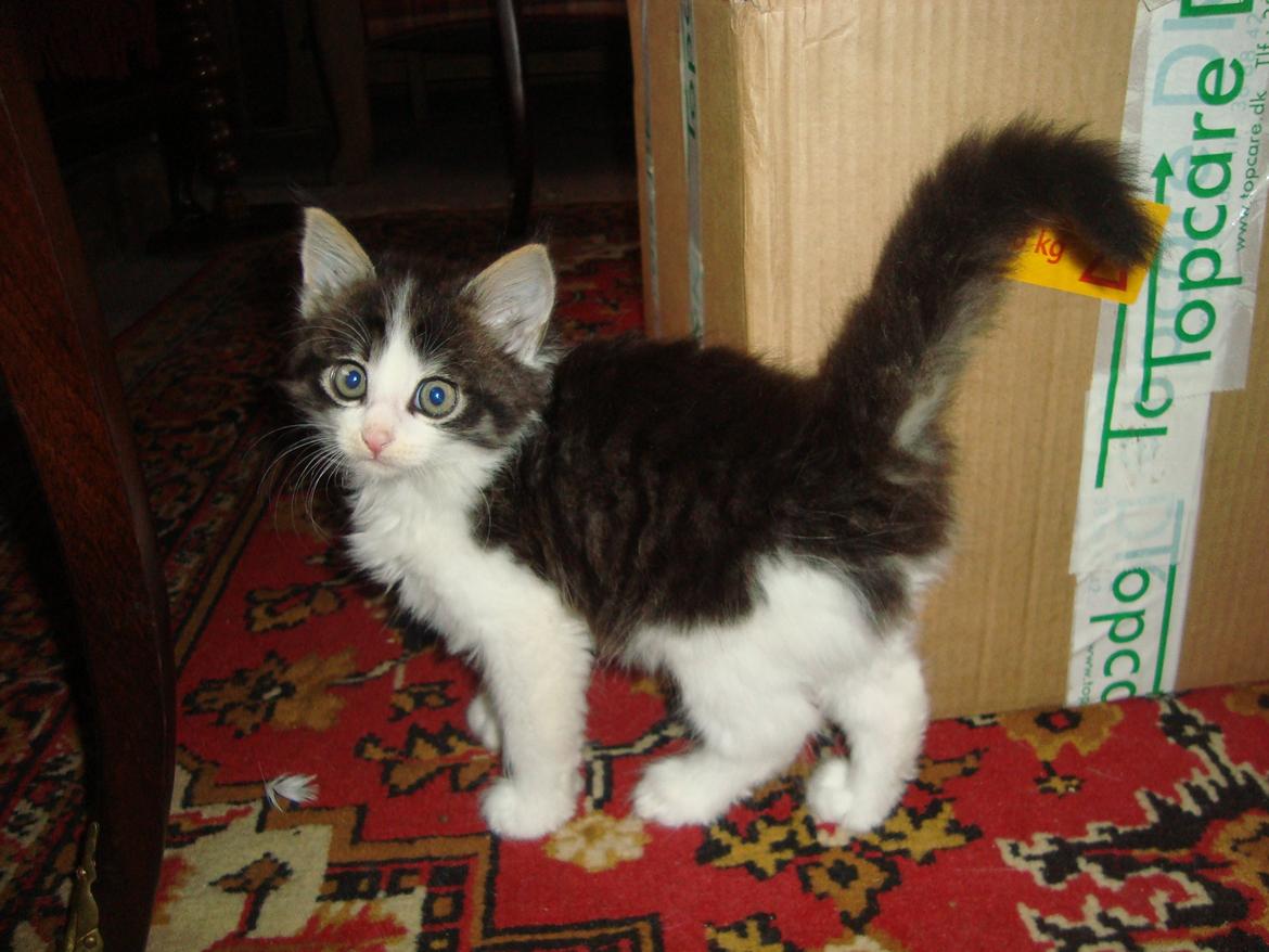 Blanding af racer Linus<3 billede 7