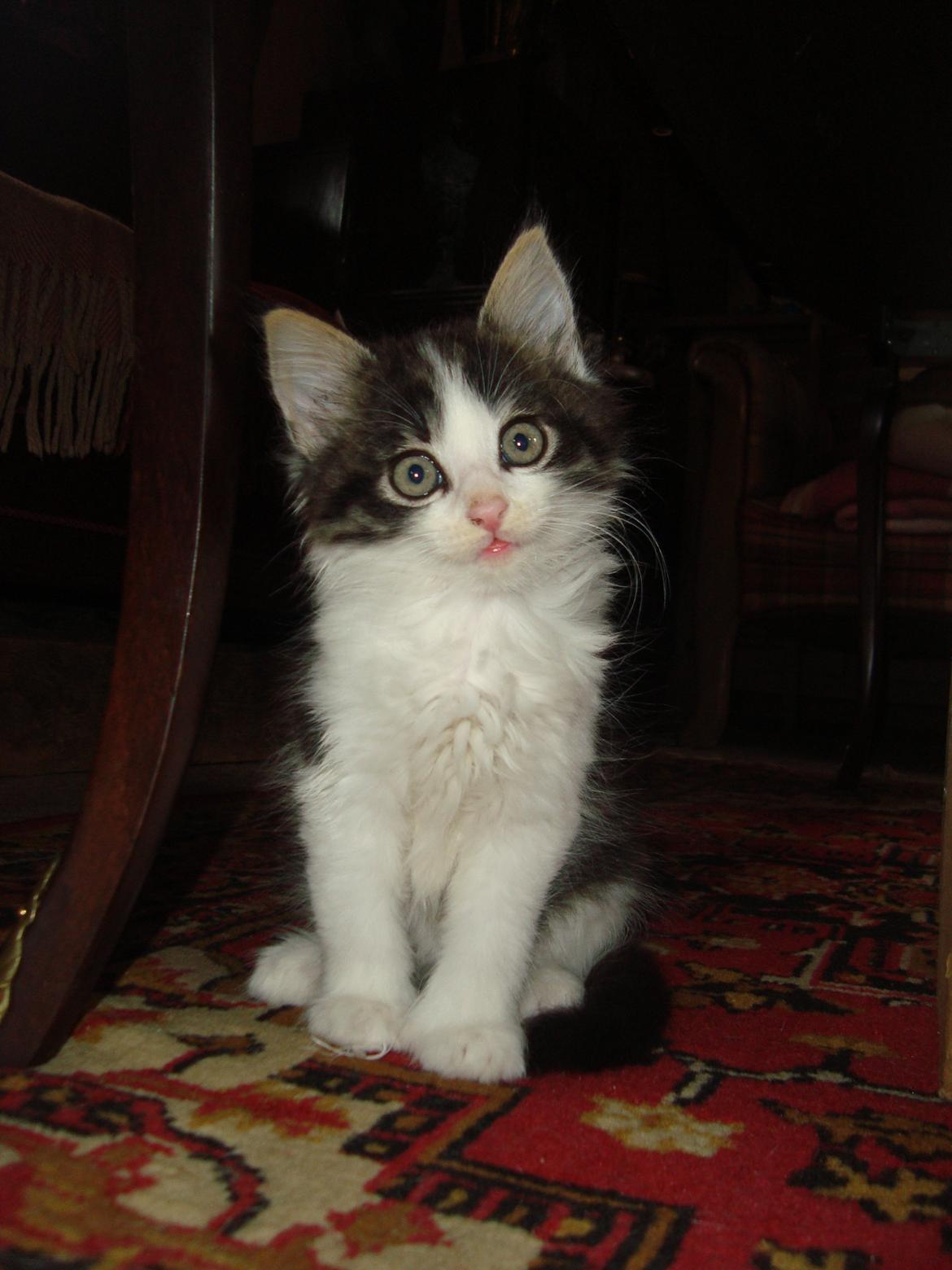 Blanding af racer Linus<3 billede 8